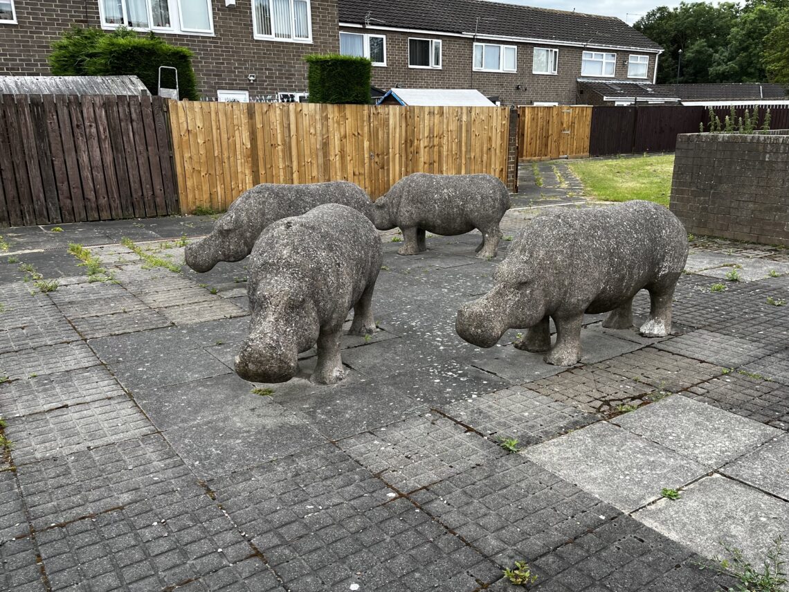 Three concrete hippopotamus sculptures stand on a paved, tiled courtyard surrounded by wooden fences and suburban houses. Sparse weeds grow between the tiles, and patches of grass are visible at the edge of the courtyard.