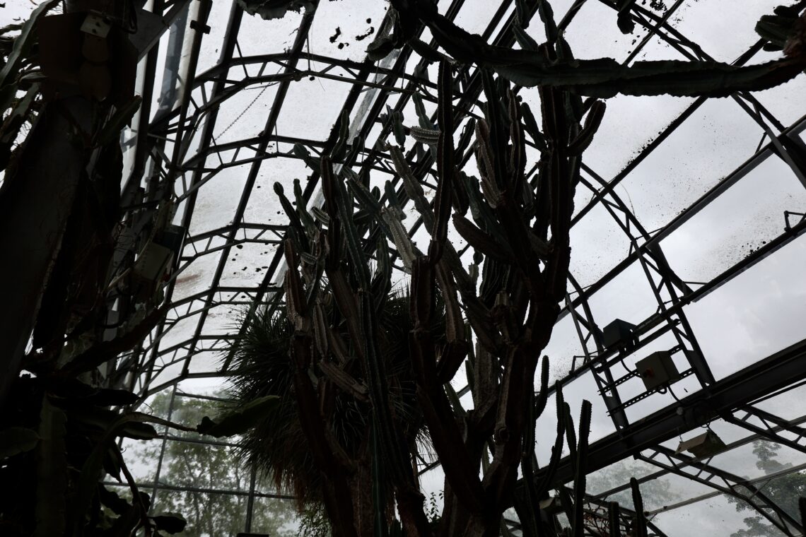 Tall, spiky cacti and leafy plants grow inside a large glasshouse with metal framework and glass panes. The sky appears grey outside, and the silhouette of the plants is prominent against the light filtering through the glass roof.