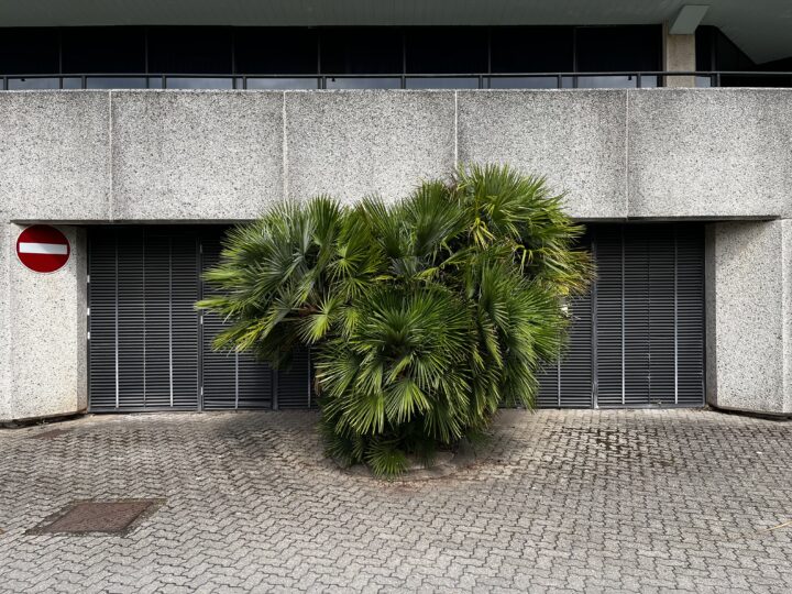 A dense cluster of palm fronds grows in front of black metal garage doors set into a concrete building. The pavement consists of grey interlocking bricks. A red and white ‘No entry’ sign is mounted on the left side of the structure.